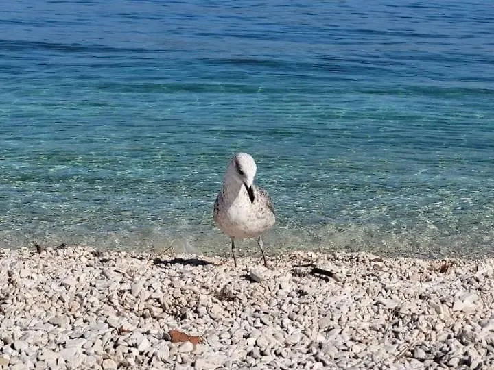 Luxury Apartments Nicole 2 Trogir